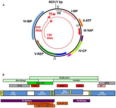 Setting Up Shop: The Formation and Function of the Viral Factories of Cauliflower mosaic virus